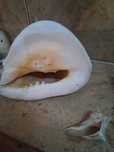 Scoica marina ornamentala