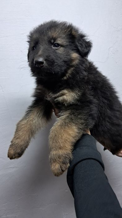 Pui Ciobanesc german