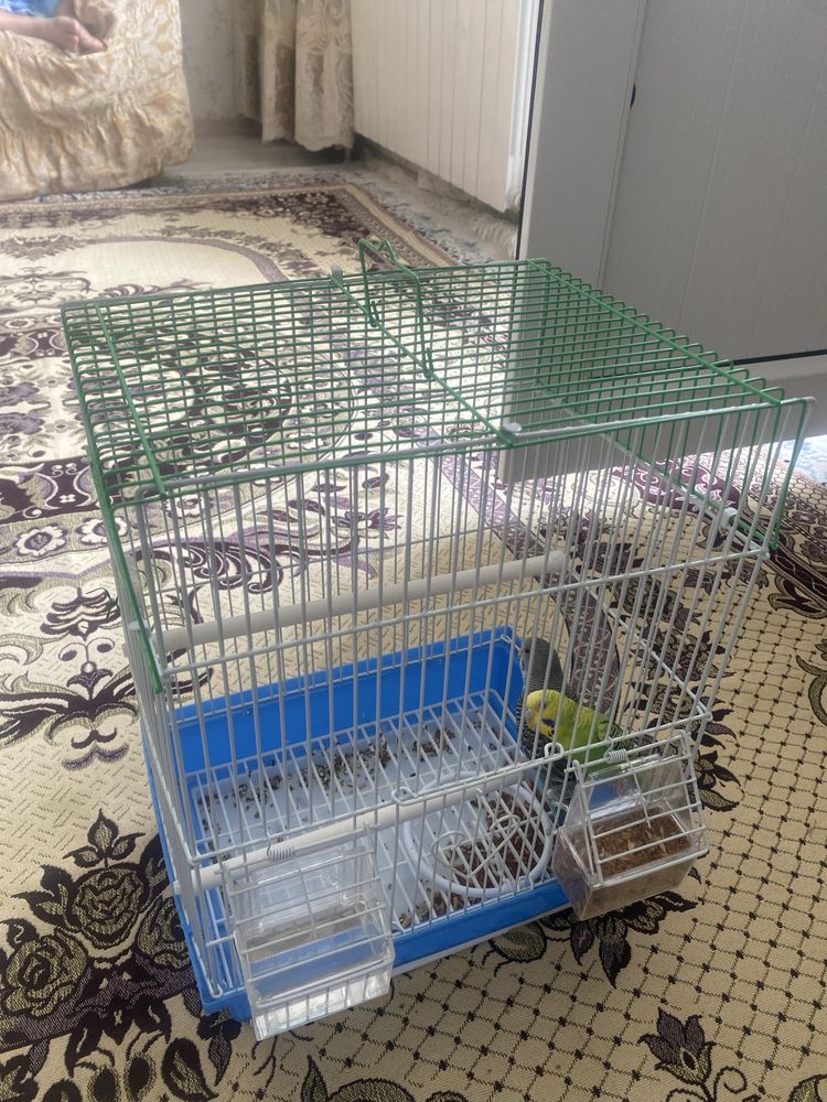 Попугай с клеткой