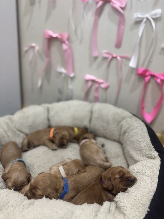 Английски кокер шпаньол