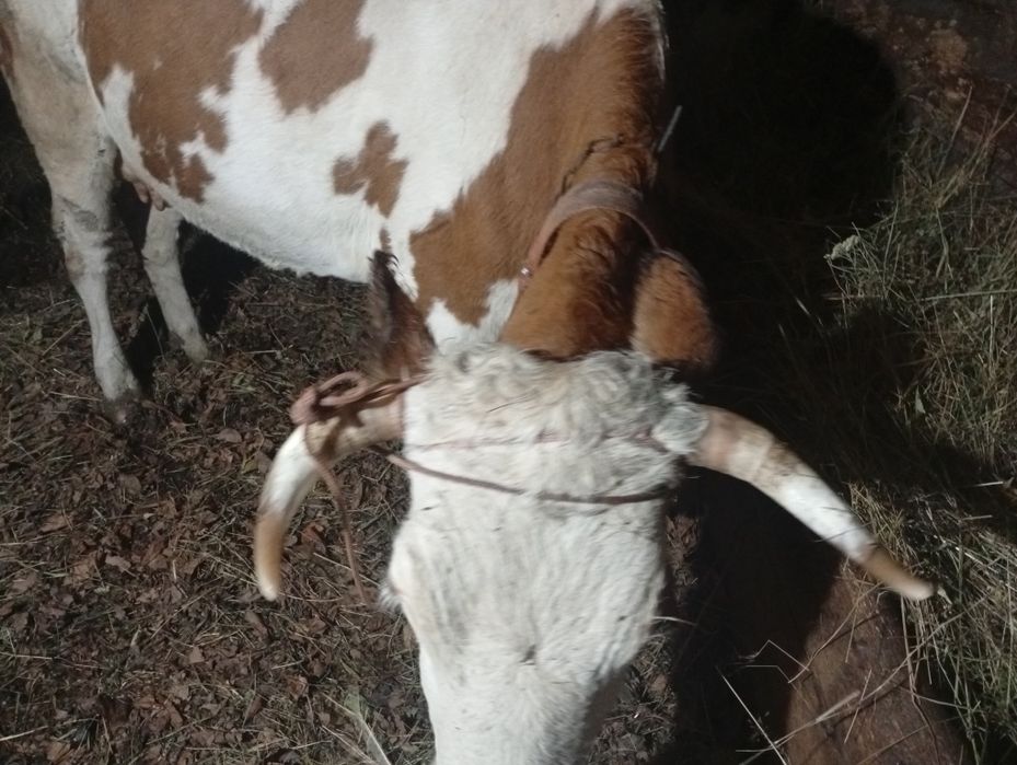 Vând vaci de cinci ani.