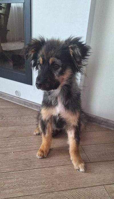 Отдам ЩЕНКОВ в хорошие, добрые руки