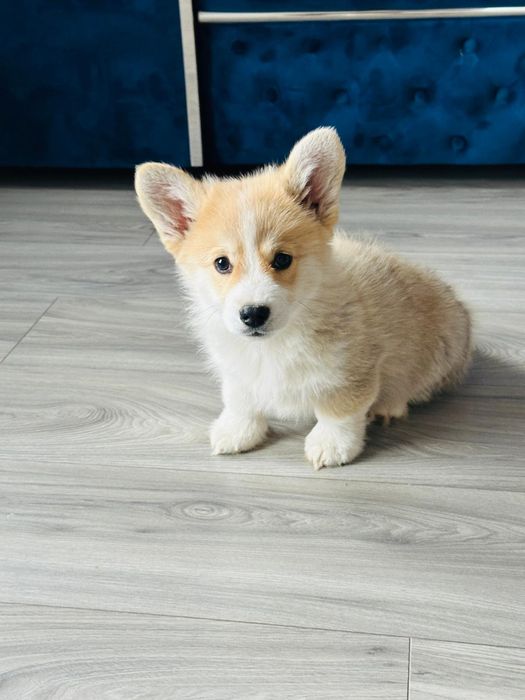 Welsh corgi pembroke