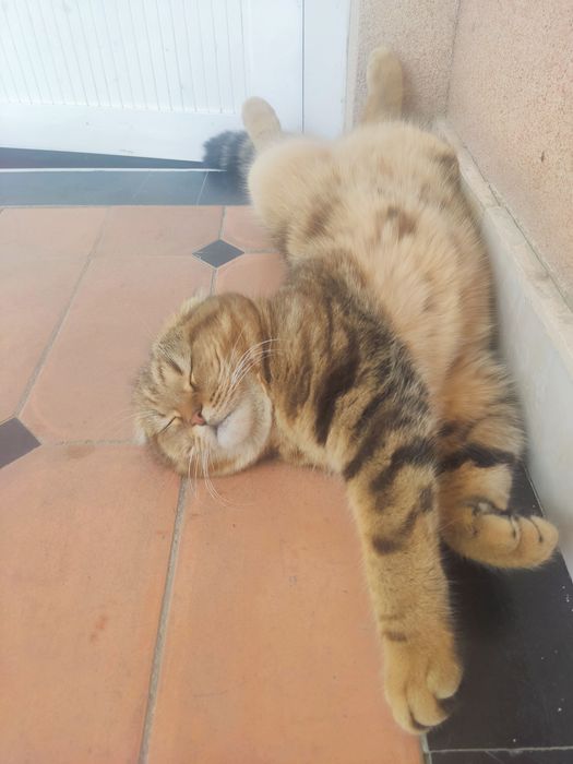 CРОЧНО Вязка Кота скотиш фолд, Mushuk juflashtirish