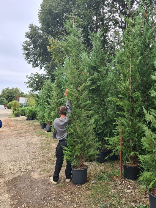 Super oferta leilandi 3m80 4 250 ron