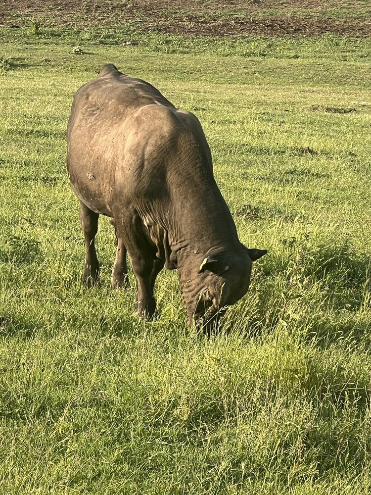 Taur angus de vanzare