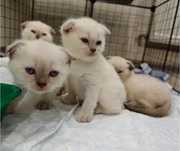 Шотландские котята, мльчики и девочки 1.5 мес  цены раз зные, к лотку