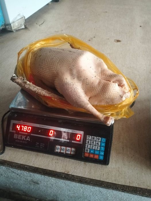 Қаз еті сатылады / Продам гусь