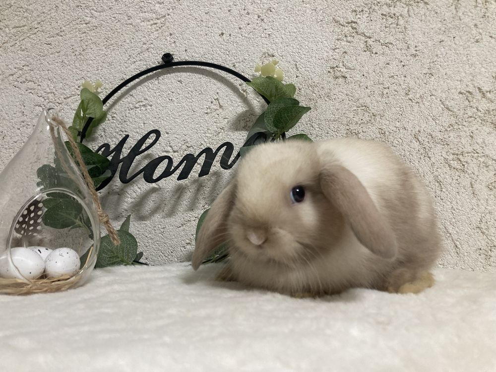 Iepuri pitici de companie berbec pitic/holland lop/mini lop