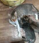 котята двухмесячные
