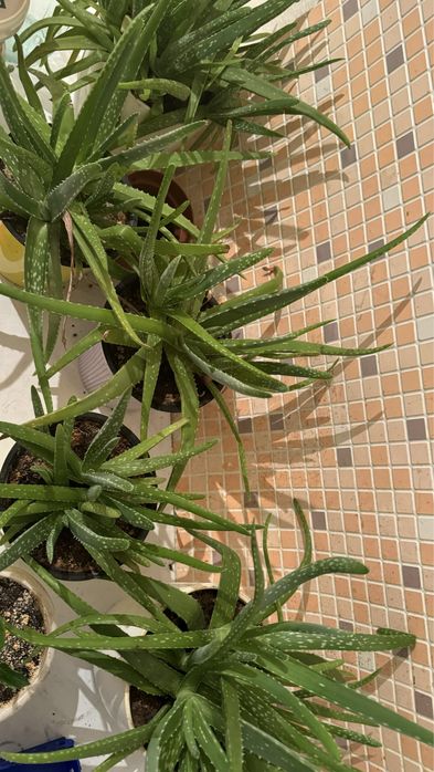 Продам алоэ вера