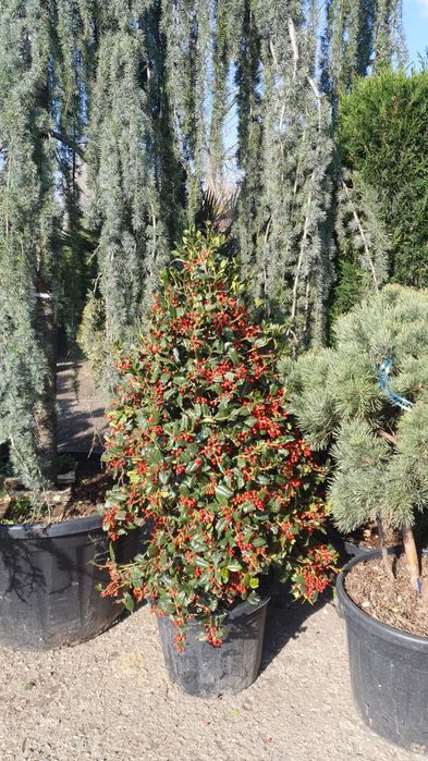 Spirale pon pon magnolia grande flora evonimus yuka