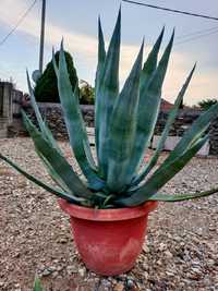 Vând cactuși Aloe Vera și alte specii