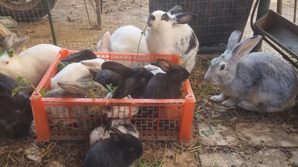 Продаются кролики разного возраста и разные породы
