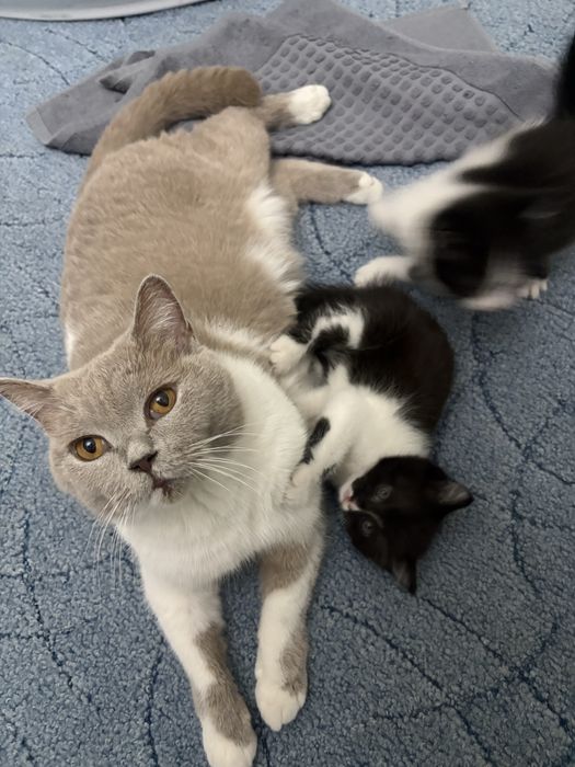 Котики, мама британка