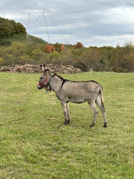 Magar de vanzare