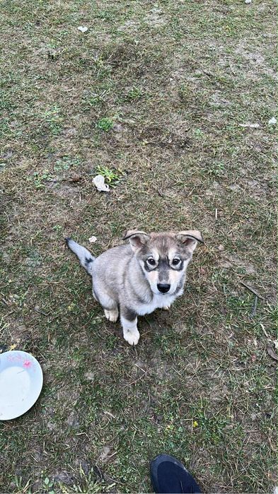 Adoptie caine talie medie / mare