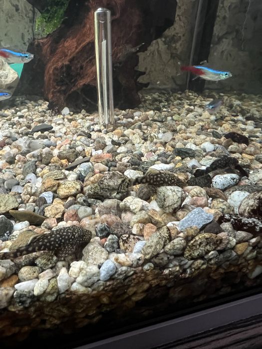 Анцитрус аквариумни рибки