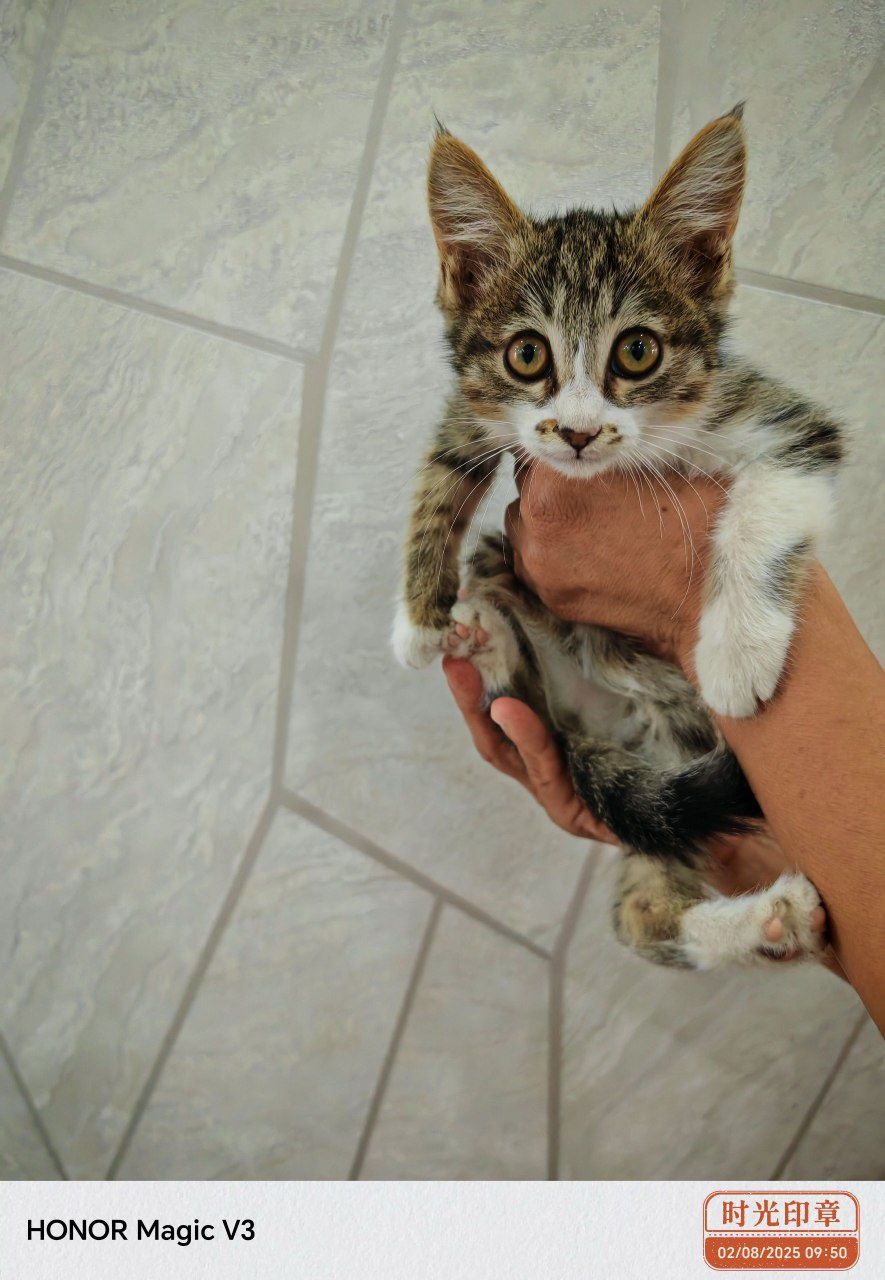 Кошки 3 месячные