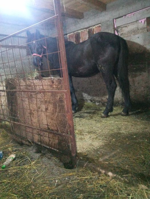 Vând cârlan de 1 an și 8 luni