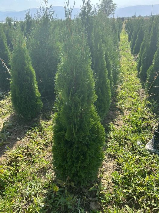 Туя Смарагд от 1м до 3м  доставка и посадка 

Описание:
Продаю