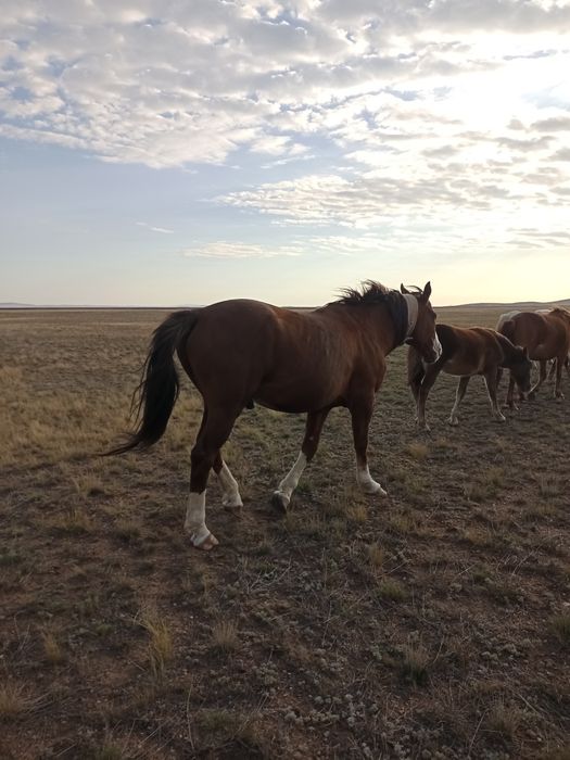 Айгыр    жеребец