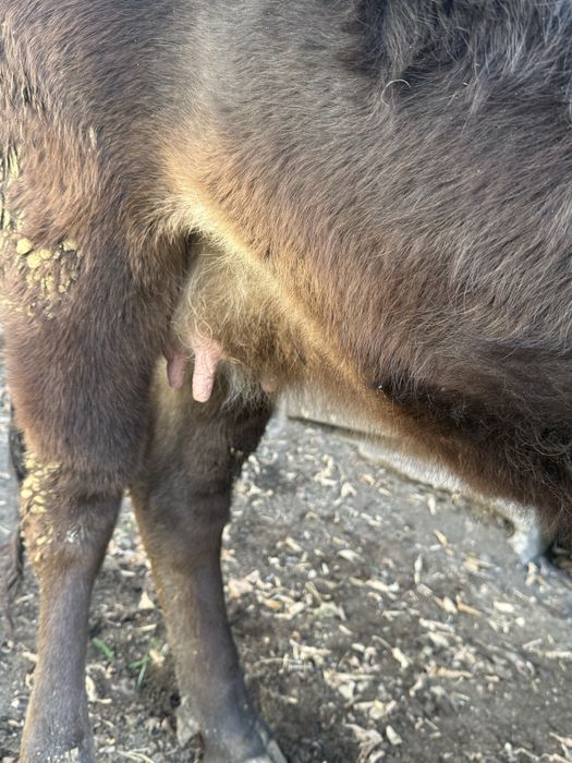 Продаётся нетель