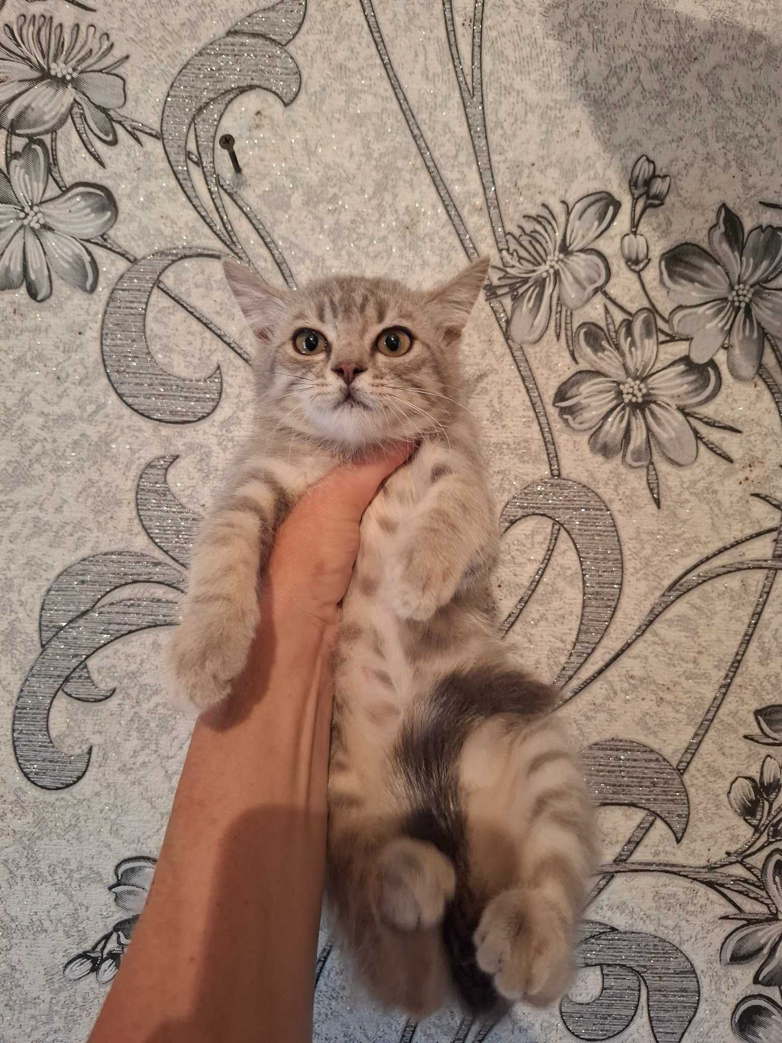 Продам породистых шотландских скоттиш страйт котят.