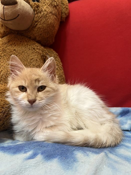 Подарявам женско коте