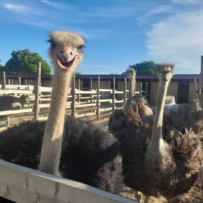 Familii de strut reproducatoare premium de 3 ani