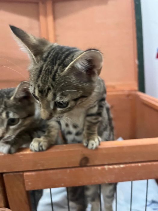 Pisicuțe jucăușe își doresc căsuța lor