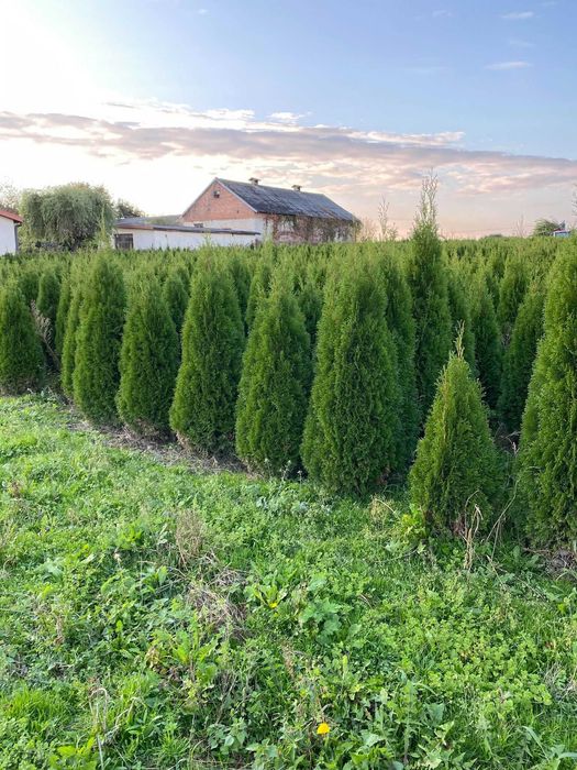 Tuia smaragd la ghiveci dif dimn 50,100,160-170,180 cm