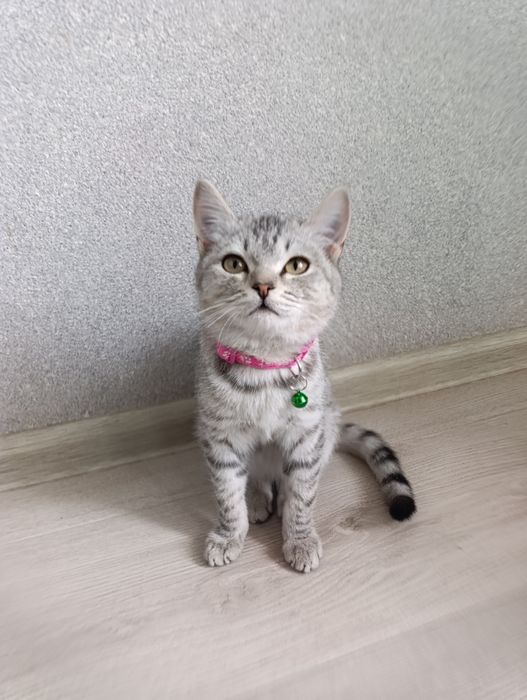 Котенок отдам в добрые руки