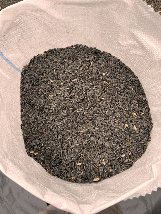 Seminte floarea soarelui