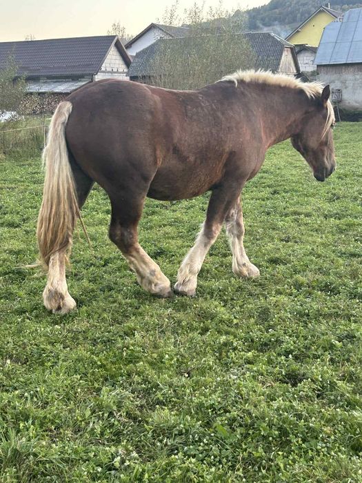 De vânzare manz de 3 ani