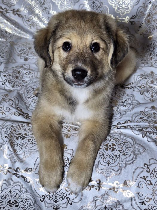 Подарите Тишке семью