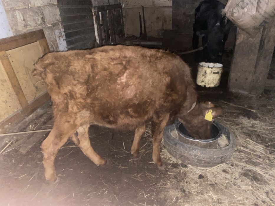 Баспақ актобе бағатын