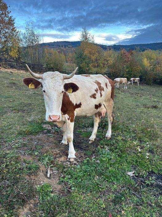 Vând vacă Bălțată Românească