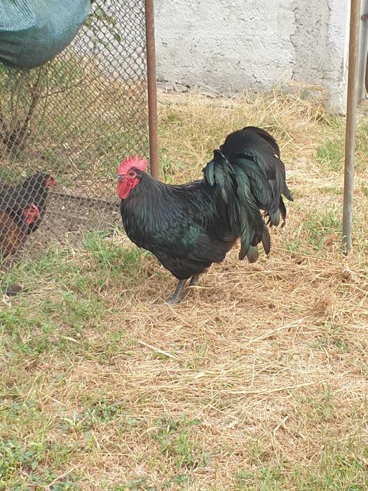 Cocosi Australorp si Wyandotte argintiu
