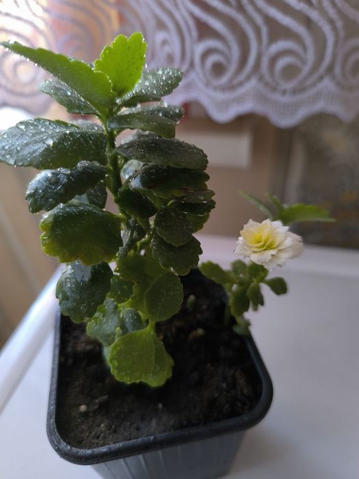 Продам саженцы укорененные каланхоэ, веник,для улицы,новый,цветок бере