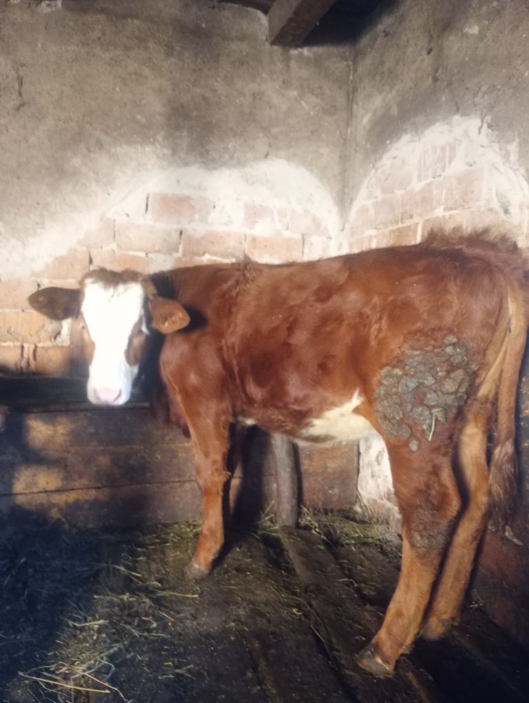 De vinzare vitea baltata