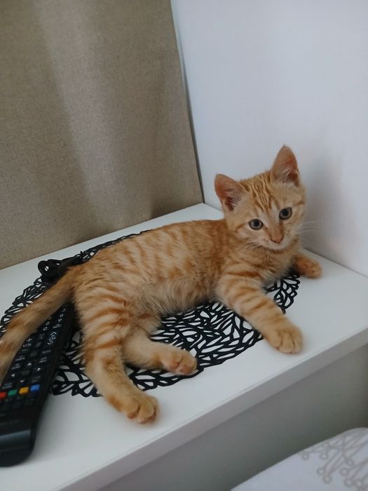 Donez pentru adoptie pui de pisica