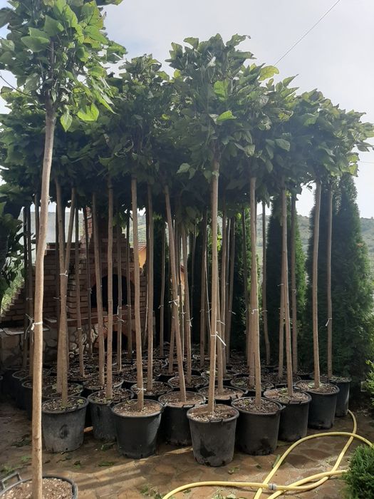 Vindem Brazi Tuia mesteacăn tei platan stejar frasin magnoli