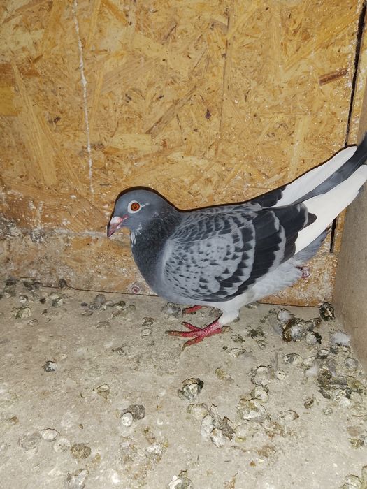 Femela porumbei 2024