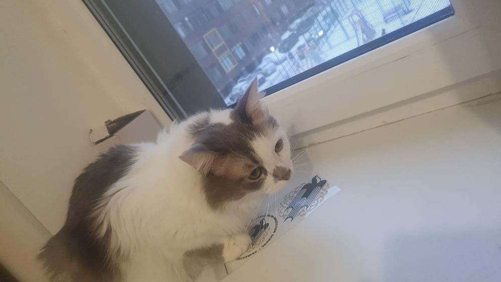 Отдам в хорошие руки