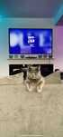 Pisica British ShortHair