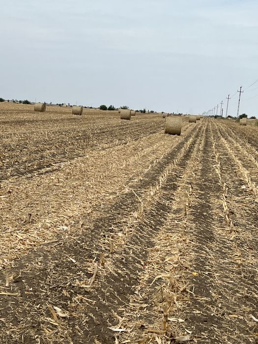 Vând baloti de coceni rotunzi (asigur transoprt contra cost motorina)