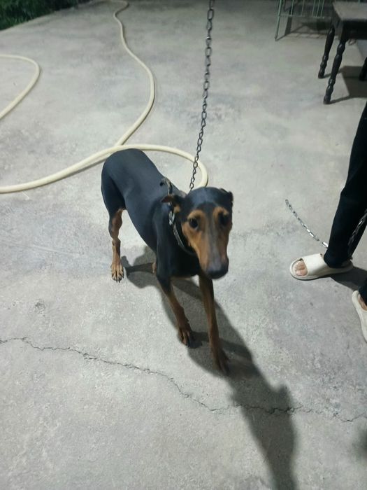Doberman pinscher 7 oylik urgʻochi