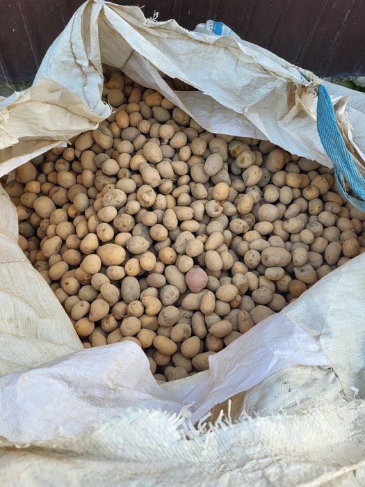 Cartofi pentru animale