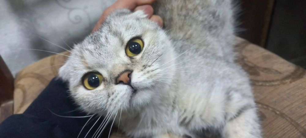 Toza Zotor Mushuk nomi Scottish fold